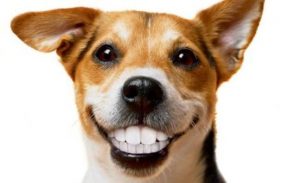 Non Anesthesia  Teeth Cleaning for Dogs and Cats @ South Bark Dog Wash | San Diego | California | United States