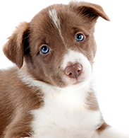 Sunday Puppy Training Class @ South Bark Dog Wash | San Diego | California | United States